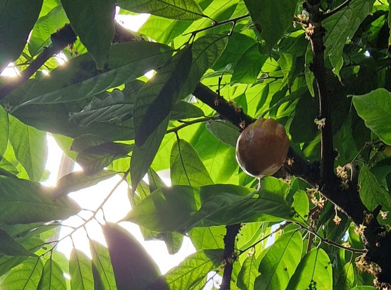 Kakao_Petra Schuster Baobab